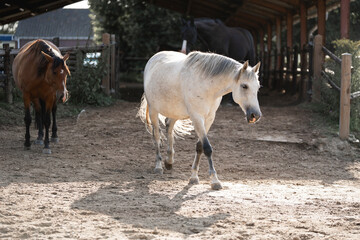 brown and grey mare horse friends herd animal paddock paradise