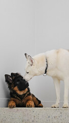 husky y cachorro pastor aleman