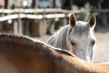 Obraz premium grey horse mare close up sunset backlight paddock paradise