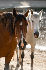 Obraz premium horse equine pony in paddock paradise