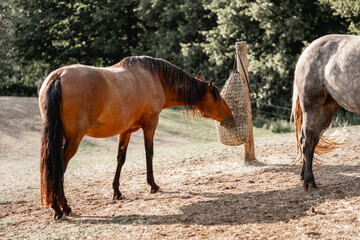 Fototapeta premium horse eating eat from hay net in paddock paradise 