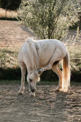 little white pony scratching itch horse