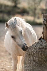 white horse in the farm eating from a hay net © PIC by Femke