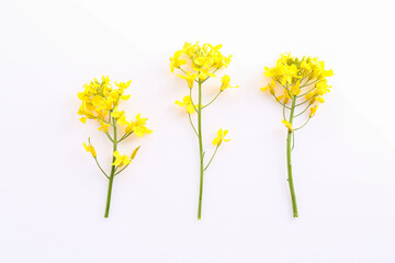 Beautiful yellow rapeseed flowers on white background, flat lay