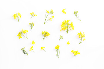 Beautiful yellow rapeseed flowers on white background, flat lay