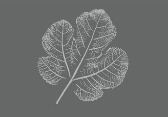 Fig leaves design illustration with stamp effect. Botanical print of a variety of fig leaf specimen.
