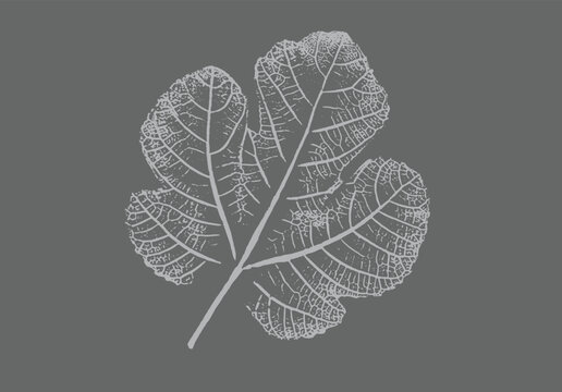 Fig leaves design illustration with stamp effect. Botanical print of a variety of fig leaf specimen.
