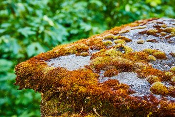 Moss-Covered Stone Textures Close-Up in Forest