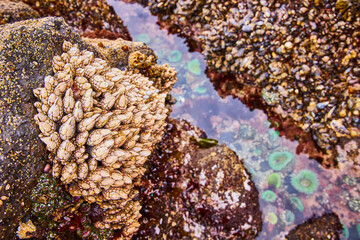 Barnacles and Sea Anemones in Tide Pool Close-Up at Yaquina Head