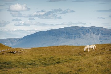 White horse grazing in a vast green field with a mountain range in the background. Iceland