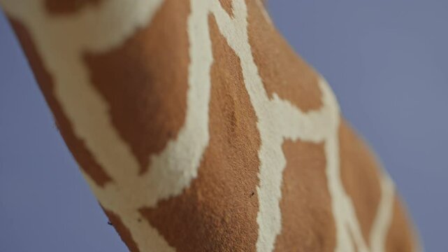 Extreme close up shot of a Reticulated Giraffe's (Giraffa reticulata) neck pattern in the savanna during sunset in kenya