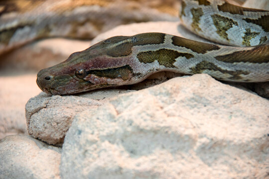 Un anaconda venimeux.