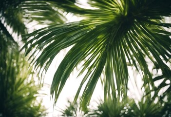 Fototapeta premium tree white green jungle palm background vector leaf summer leaves pattern