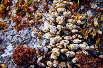 Barnacles and Mussels Close-Up at Low Tide Newport Oregon