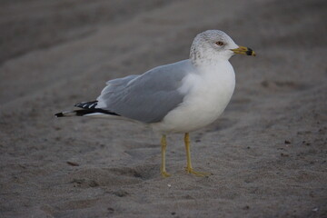 seagull on the beach
