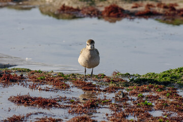 Shorebird closeup looking at the camera