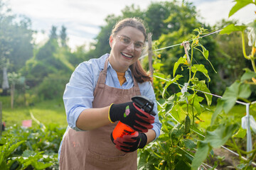 Sprays for cucumber plants against parasites and diseases. Growing vegetables in the garden. High...
