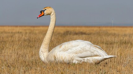  White Swan With Orange Beak In Field Of Brown Grass And Blue Sky