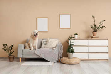 Adorable Labrador dog sitting on sofa at home