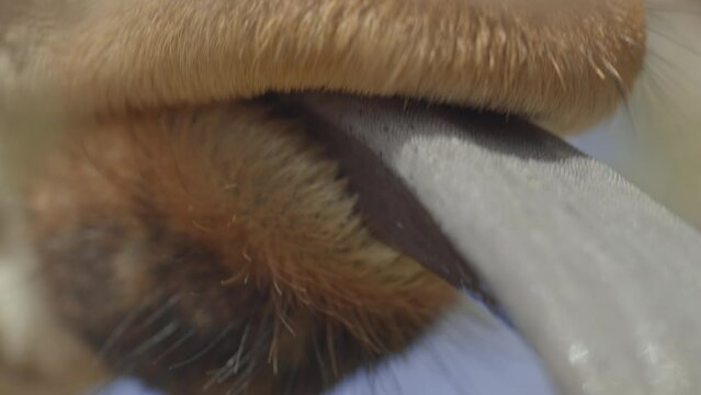 Extreme close up shot of a reticulated giraffe's (Giraffa reticulata) tongue  browsing on an acacia tree  in the savanna during morning in kenya