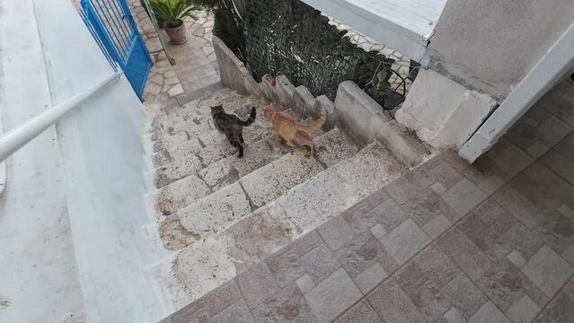 Stray cats waiting outside the door begging for food.