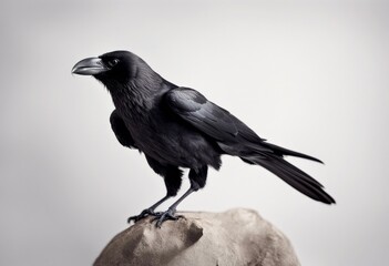 Fototapeta premium isolated crow bird feather background nopeople raven white nature black wildlife wing wild