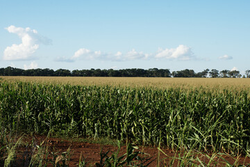 Corn plantation on a farm in the city of Dourados, Mato Grosso d