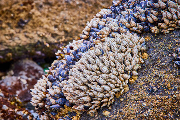 Barnacles and Mussels on Rugged Rock Close-Up