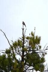 Townsend's solitaire bird in Colorado