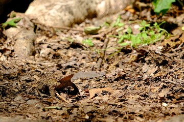 Camouflage toad in the woods