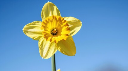 Lovely yellow daffodil