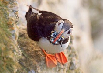 Puffin with beak full of sand eels looking at camera