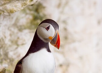 atlantic puffin