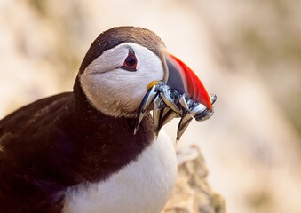 close up of an atlantic puffin with beak full of sand eels