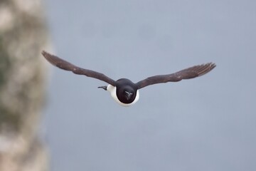 Razorbill in flight