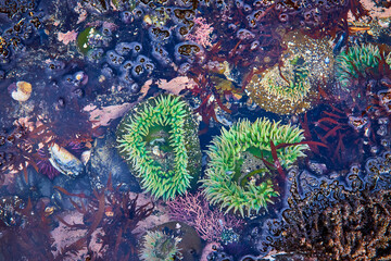 Green Sea Anemones and Marine Life in Tidal Rock Pool Top-Down View
