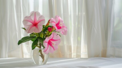 Pink Adenium obesum flower in vase on table with white curtain background
