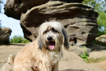 Tibetan terrier cute pet dog portrait of a dog