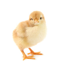 One cute chick isolated on white. Baby animal