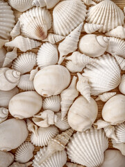 Sea shells. Souvenir from holidays. Top view. 
