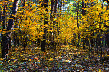 Autumn forest in the rays of the sun and fallen leaves.