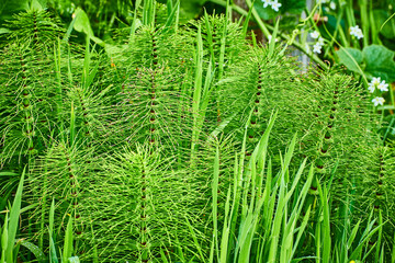 Horsetail Plants Close-Up with Water Droplets in Wetland Daytime Perspective