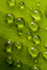 Dew Drops on Green Leaf. Close-Up