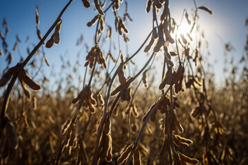 Closeup of soybean crop ready for harvest backlit against a blue sky