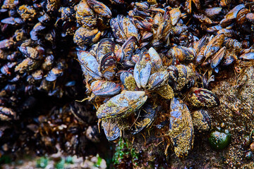 Dense Cluster of Coastal Mussels and Barnacles Close Up