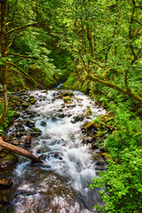 Vibrant Forest Stream Cascading Over Rocks Eye-Level Perspective