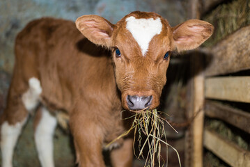 Young calf eats hay in the barn. Cute calf looks into the object. Young cow standing in the barn eating hay. Calf. © Olha Semeniv