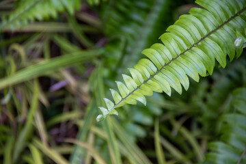 Nephrolepis exaltata, the sword fern or Boston. species of fern in family Lomariopsidaceae. Greenery. Paku Gunung