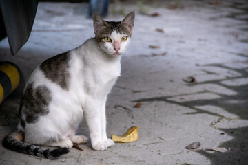 A domestic gray cat is sitting on the floor in the public park.