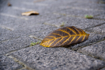 A close-up of the unique dry brown leaf on the floor. Blurred background. Copy space for text.